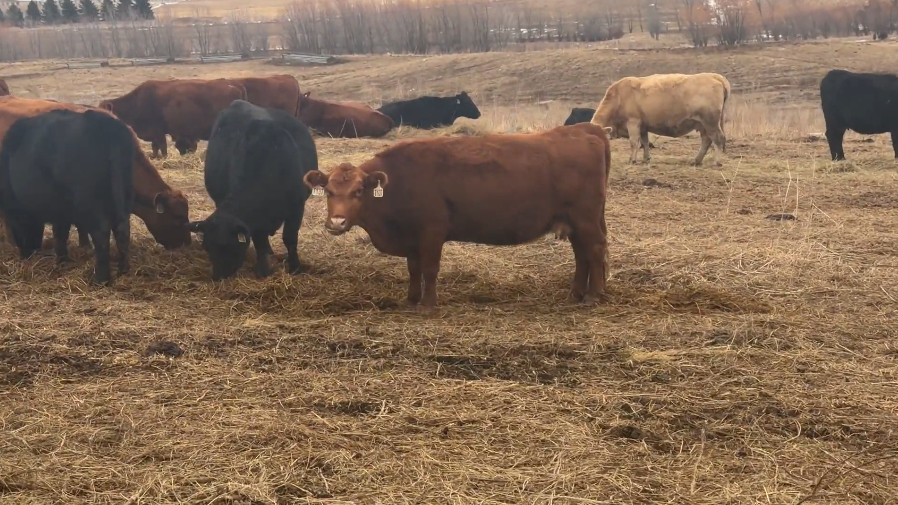 6 yr olds, March – June calvers, Home raised 2 irons!-BC114C6